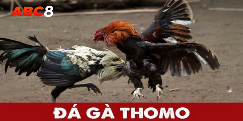 Đá gà Thomo là gì?